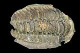 Fossil Calymene Trilobite Nodule - Morocco #100013-2